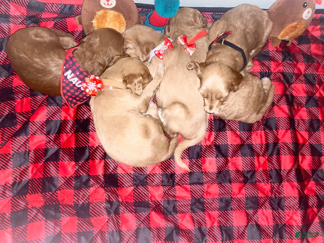 Mini Goldendoodle dogs for sale: Mini Goldendoodle Puppy 2 - Ad 7