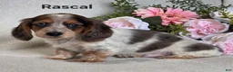 Miniature Dachshund dogs for sale: Rascal - Ad 1