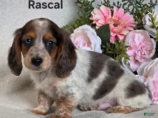Miniature Dachshund dogs for sale: Rascal - Ad 3