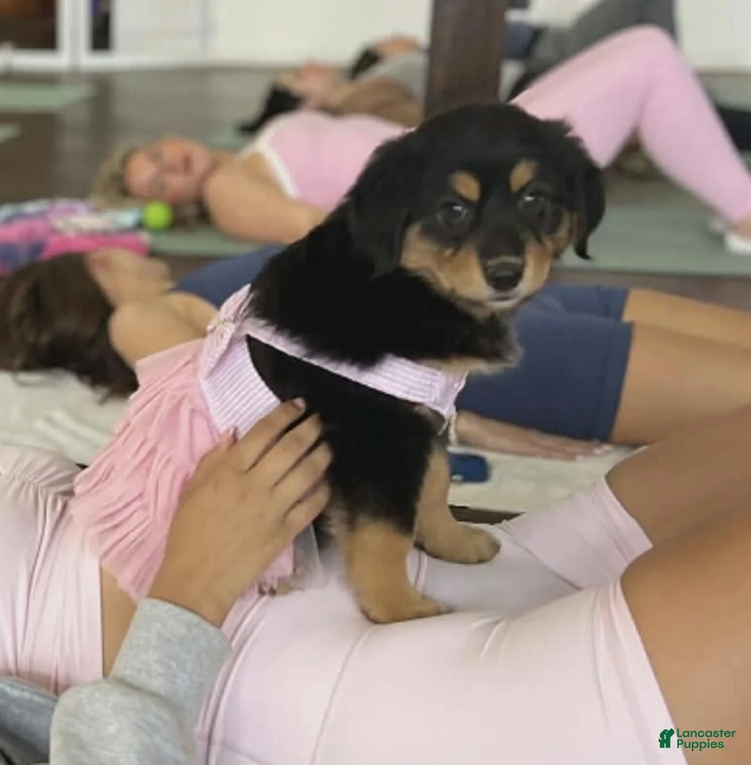 Mixed Breed dogs for sale: Mixed Breed Puppy 5 - Ad 1