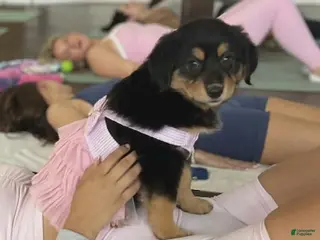 Mixed Breed dogs Mixed Breed Puppy 5 - Ad 7