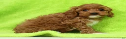 Cockapoo dogs for sale: Saturn - Ad 6