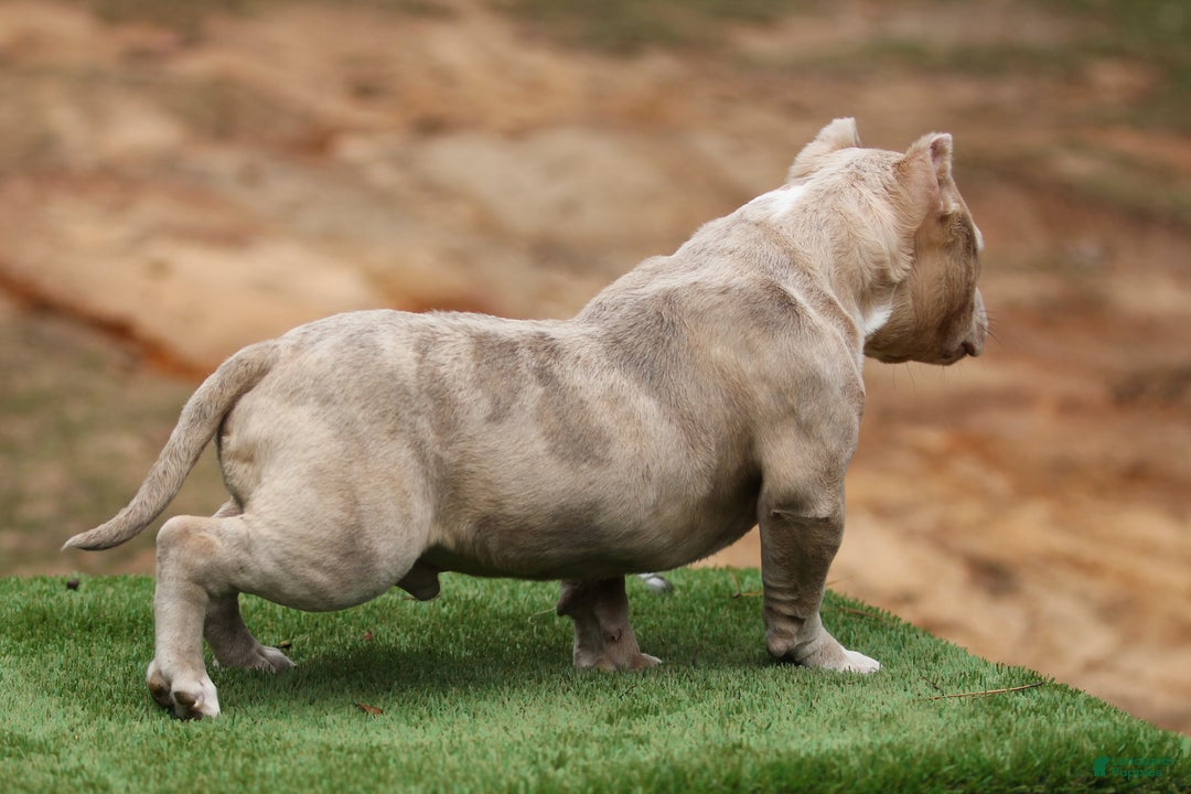American Bully dogs for sale: Lilac Merle Micro Male  - Ad 4