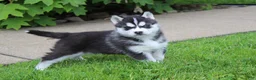Siberian Husky dogs for sale: Thunder - Ad 8