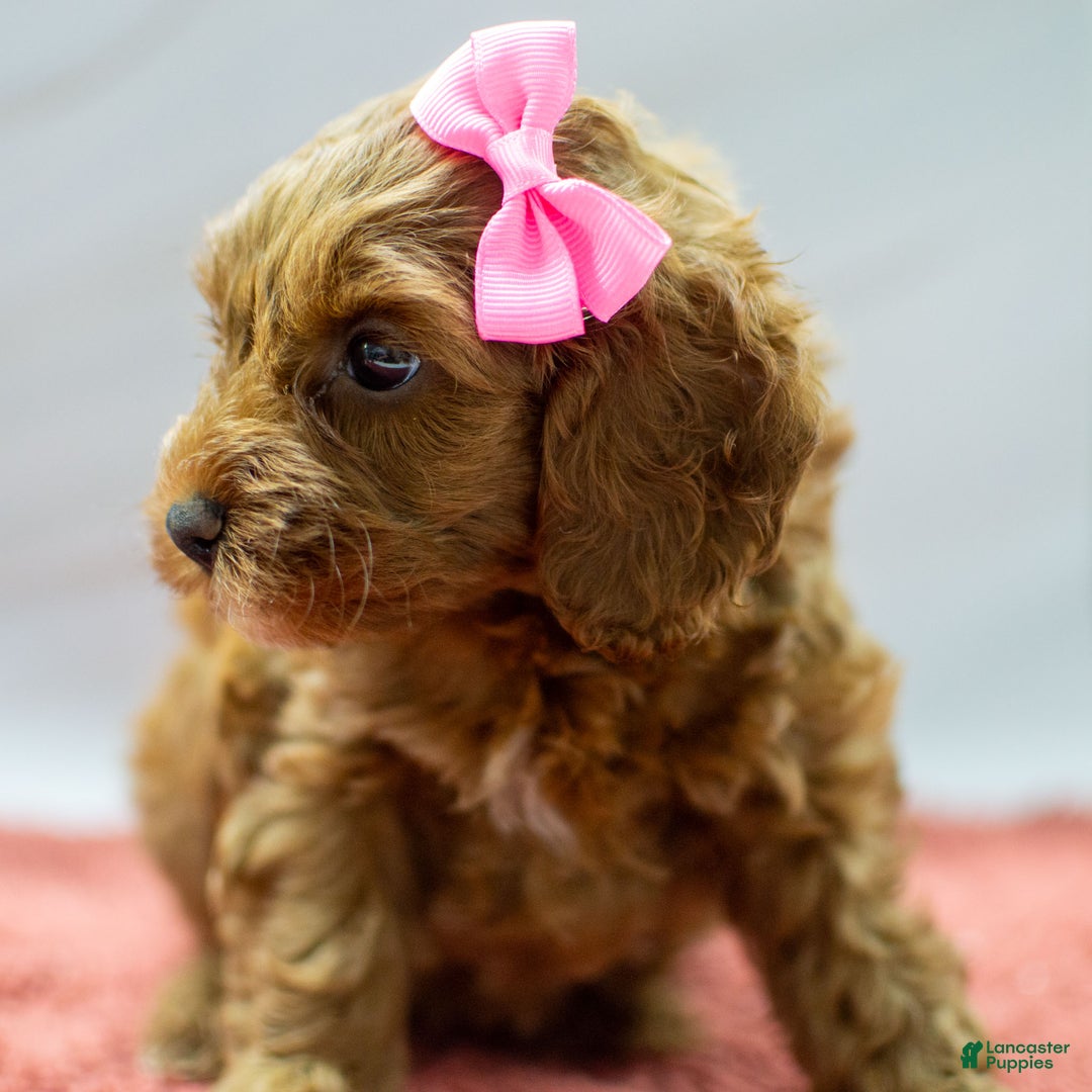 Cockapoo dogs for sale: Kali - Ad 3
