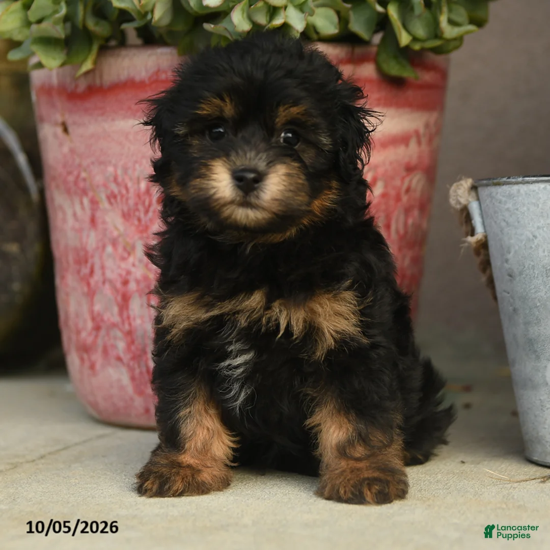 Havapoo dogs for sale: Alvin - Ad 1
