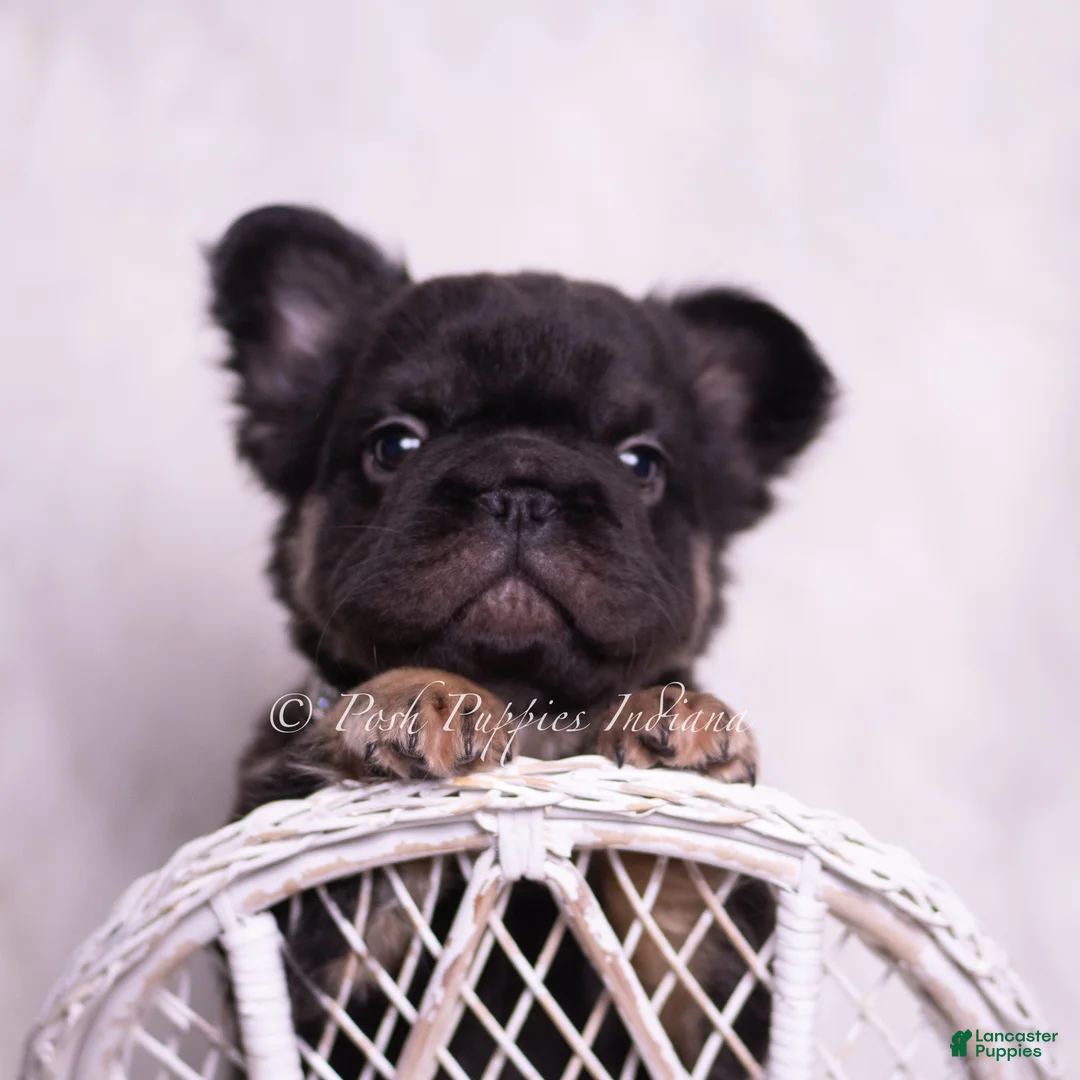 French Bulldog dogs for sale: Pixel - Ad 2