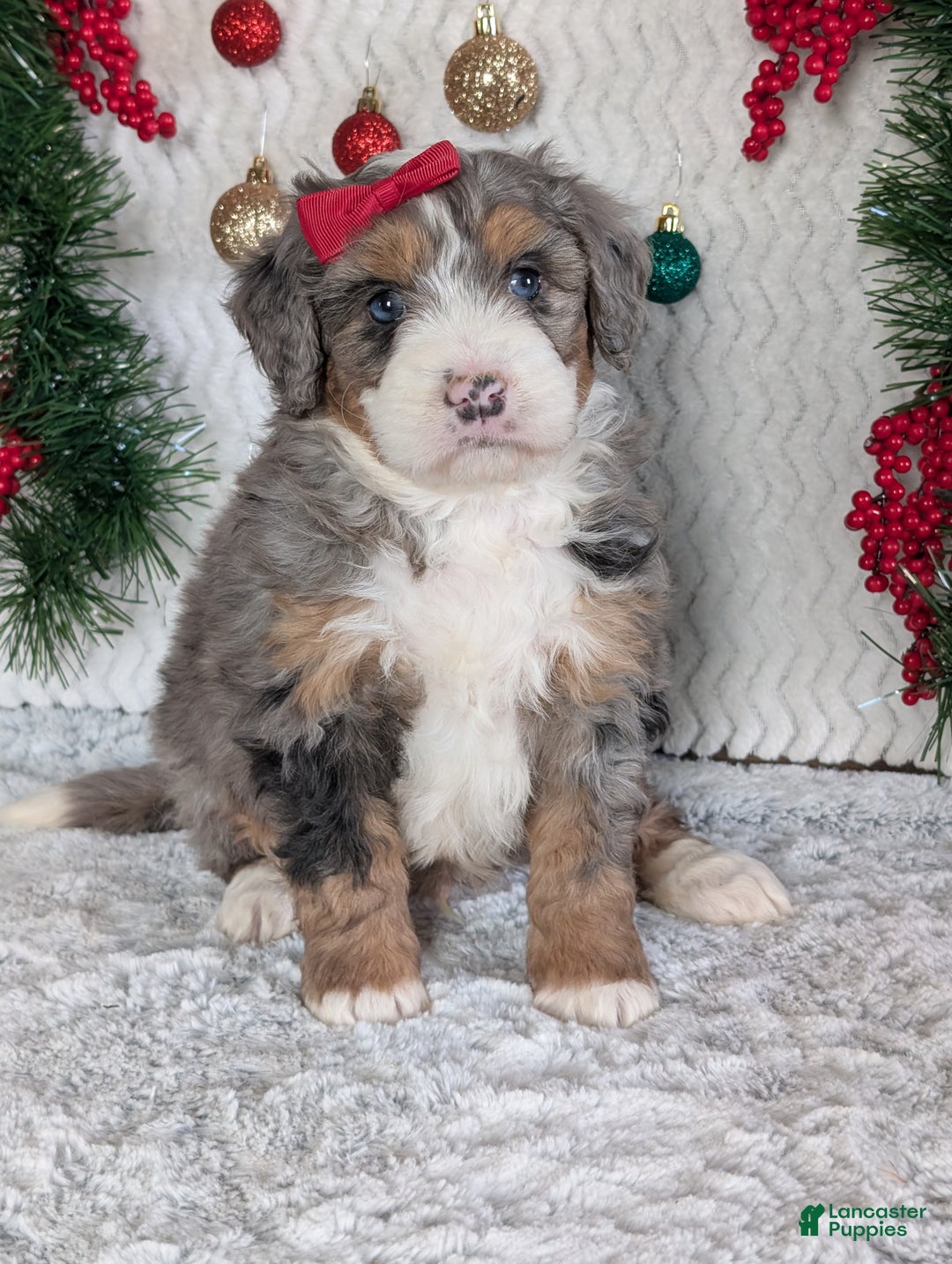 Mini Bernedoodle dogs for sale: Mini Niko  - Ad 8