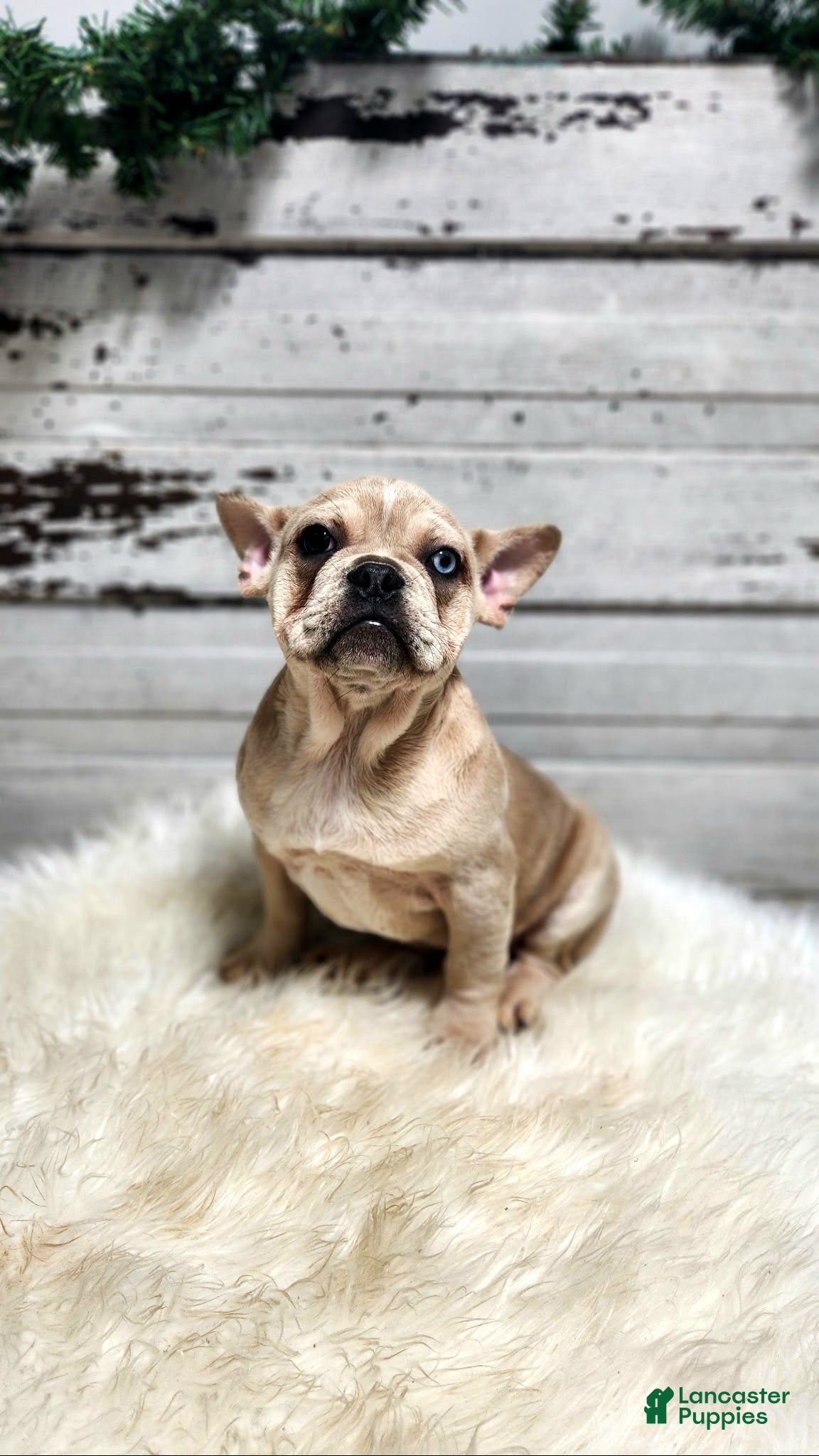 French Bulldog dogs Chase - Ad 7