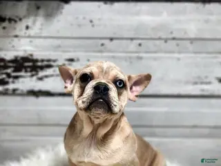 French Bulldog dogs Chase - Ad 7