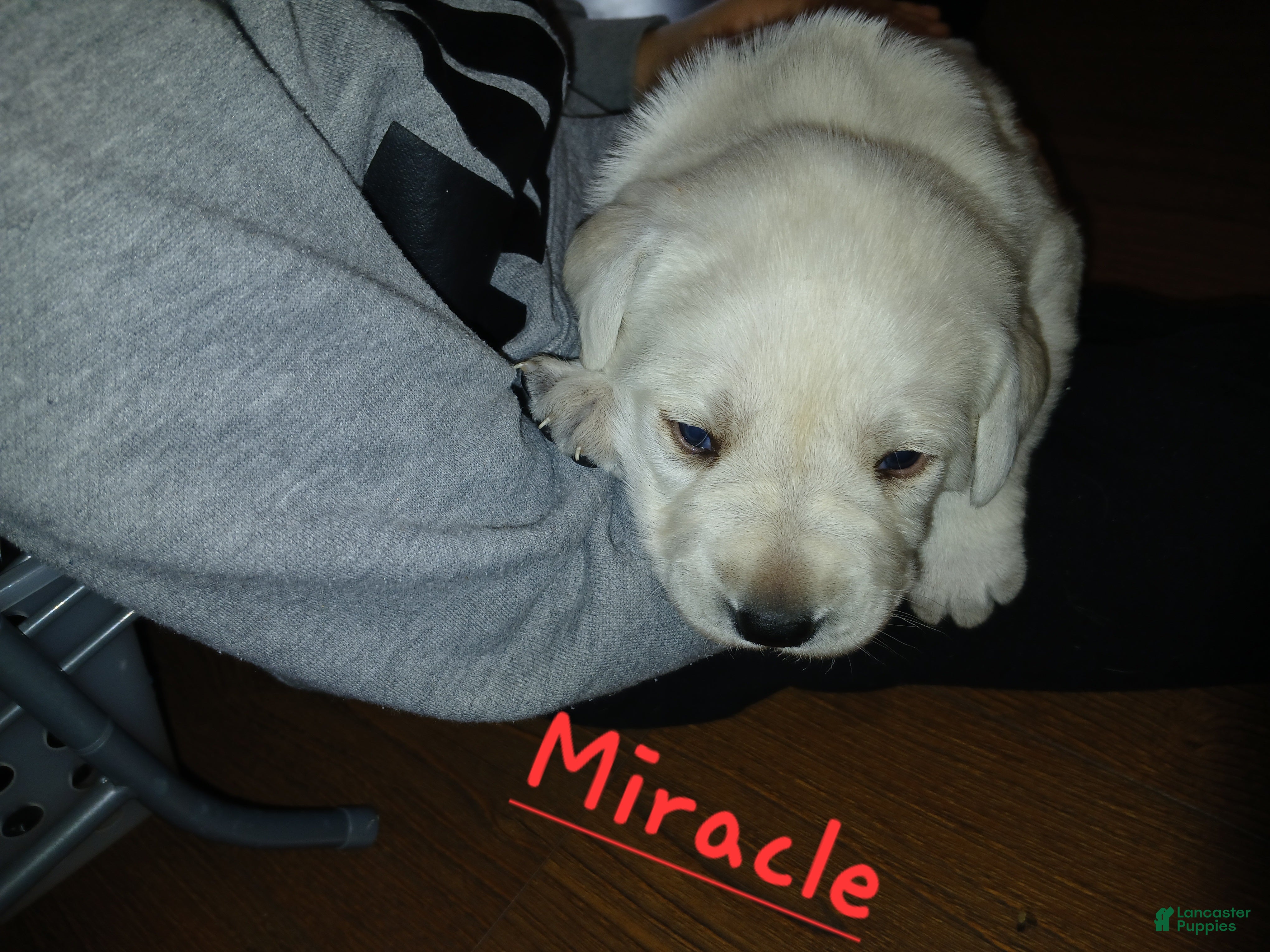 Labrador Retriever dogs Miracle - Ad 1