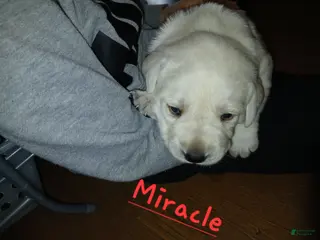 Labrador Retriever dogs for sale: Miracle - Ad 2