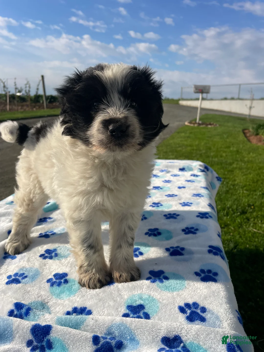 Mixed Breed dogs for sale: Ace - Ad 2