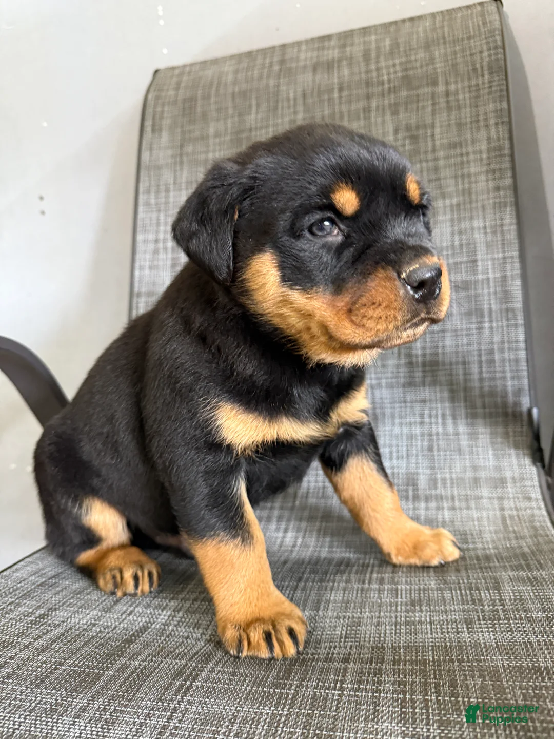 Rottweiler dogs for sale: Lou - Ad 3