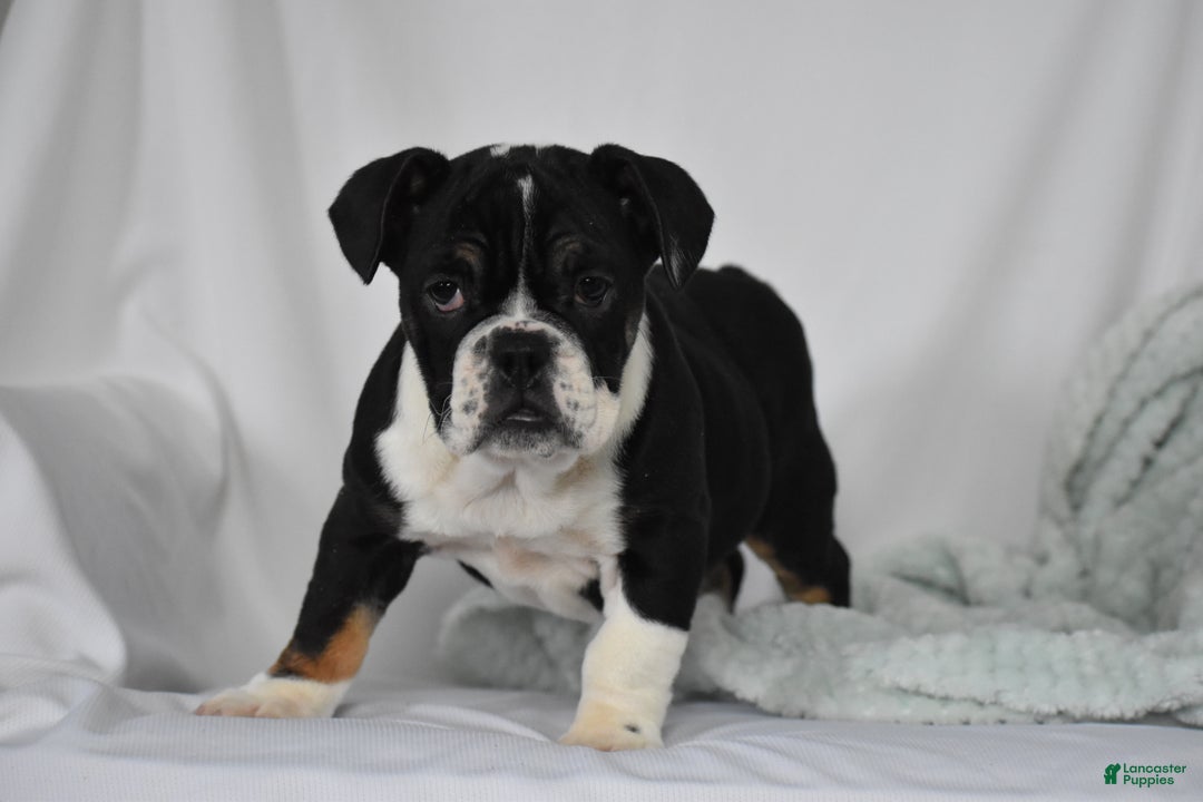 Mixed Breed dogs for sale: Hope - Ad 7