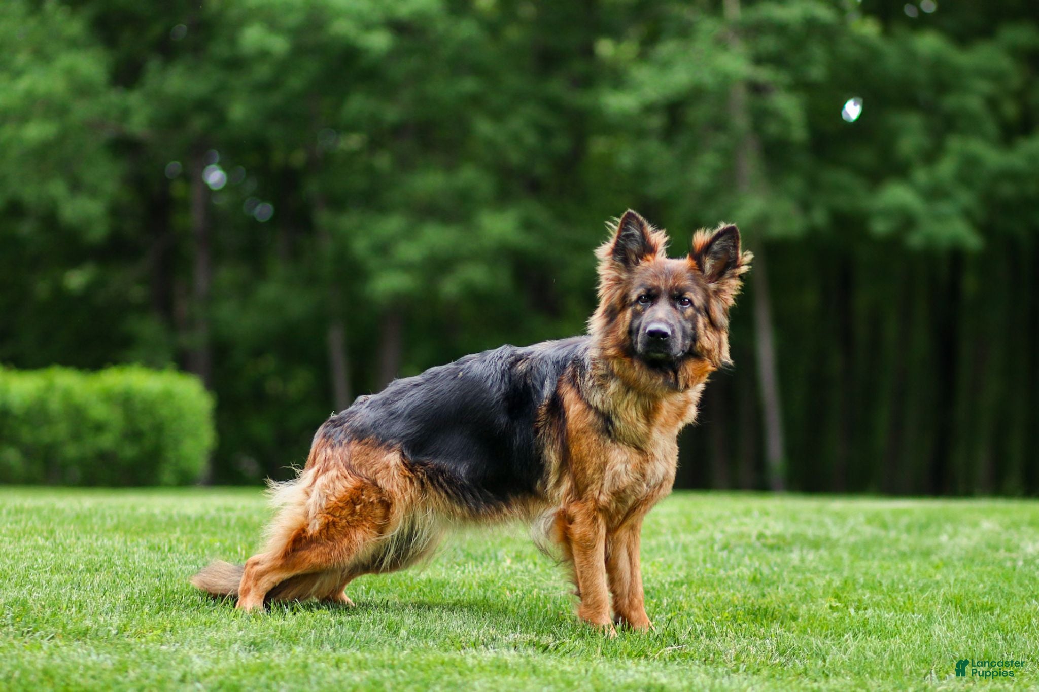 German Shepherd dogs Ziva - Ad 2