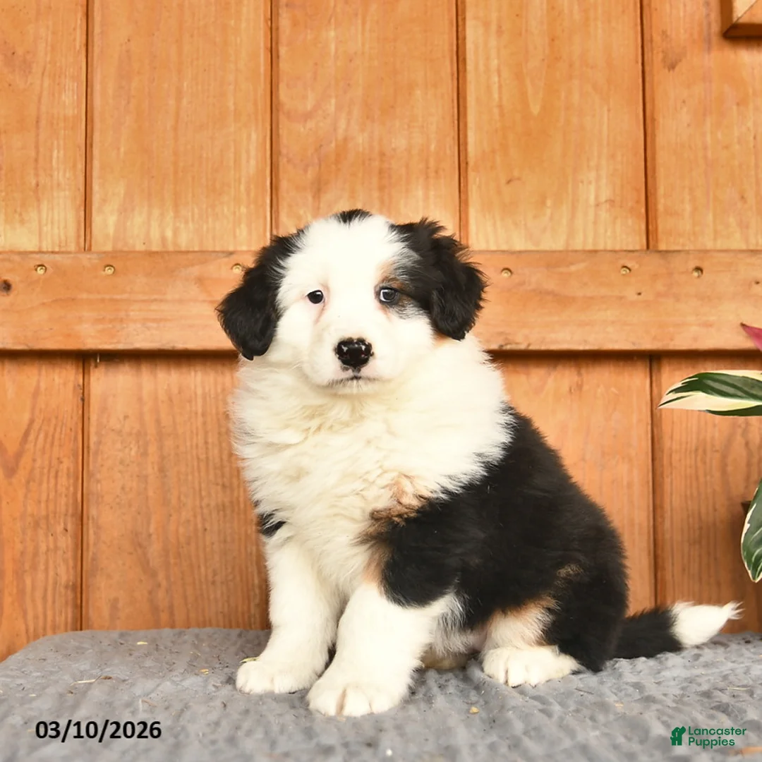 Australian Shepherd dogs for sale: Alisa  - Ad 1