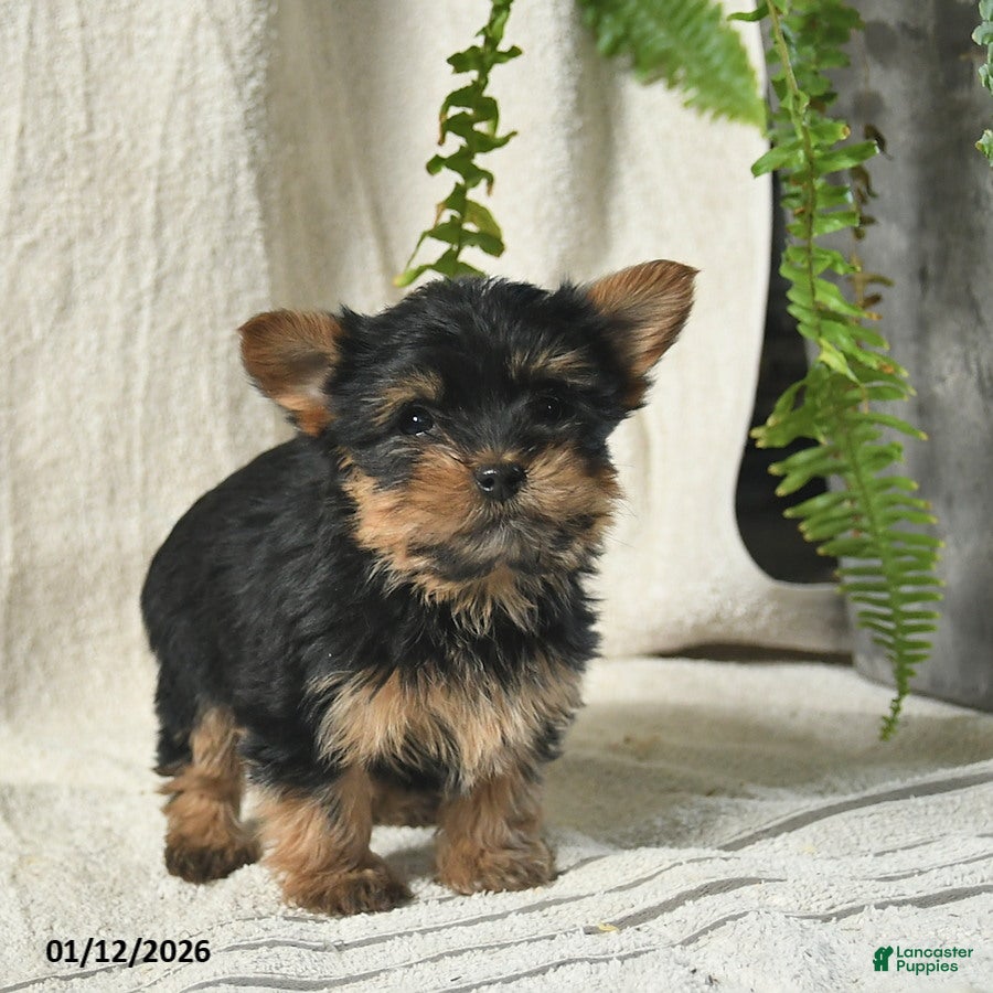Mixed Breed dogs Wallac  - Ad 2