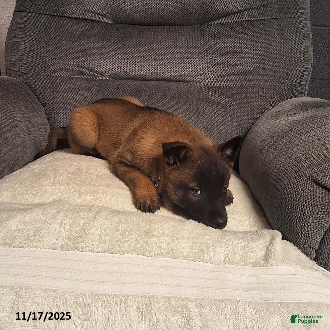 Belgian Malinois dogs for sale: Allie - Ad 3
