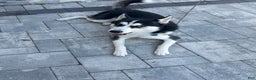 Siberian Husky dogs for sale: Jazz  - Ad 1
