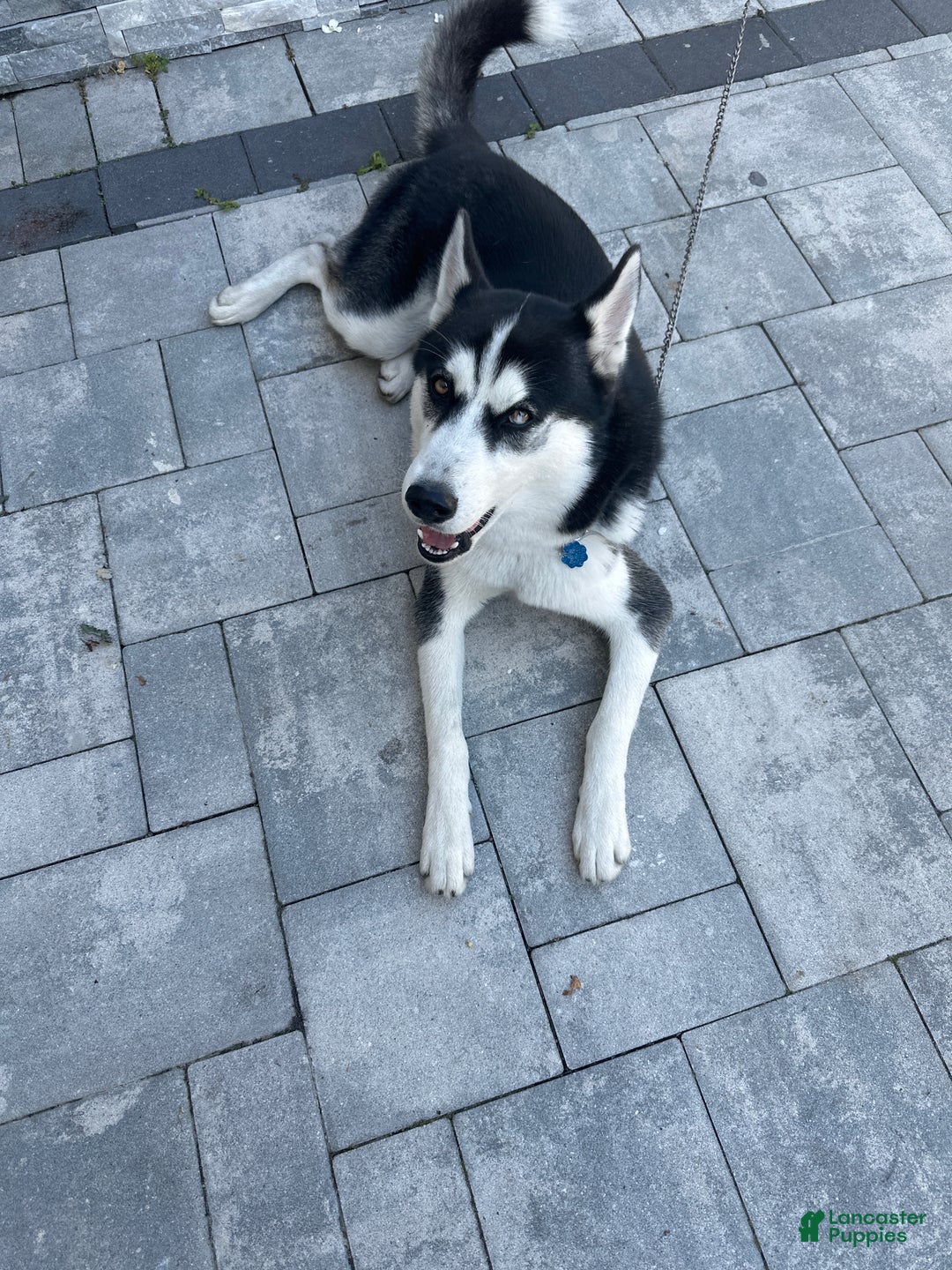 Siberian Husky dogs for sale: Jazz  - Ad 1