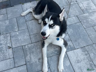 Siberian Husky dogs Jazz - Ad 37