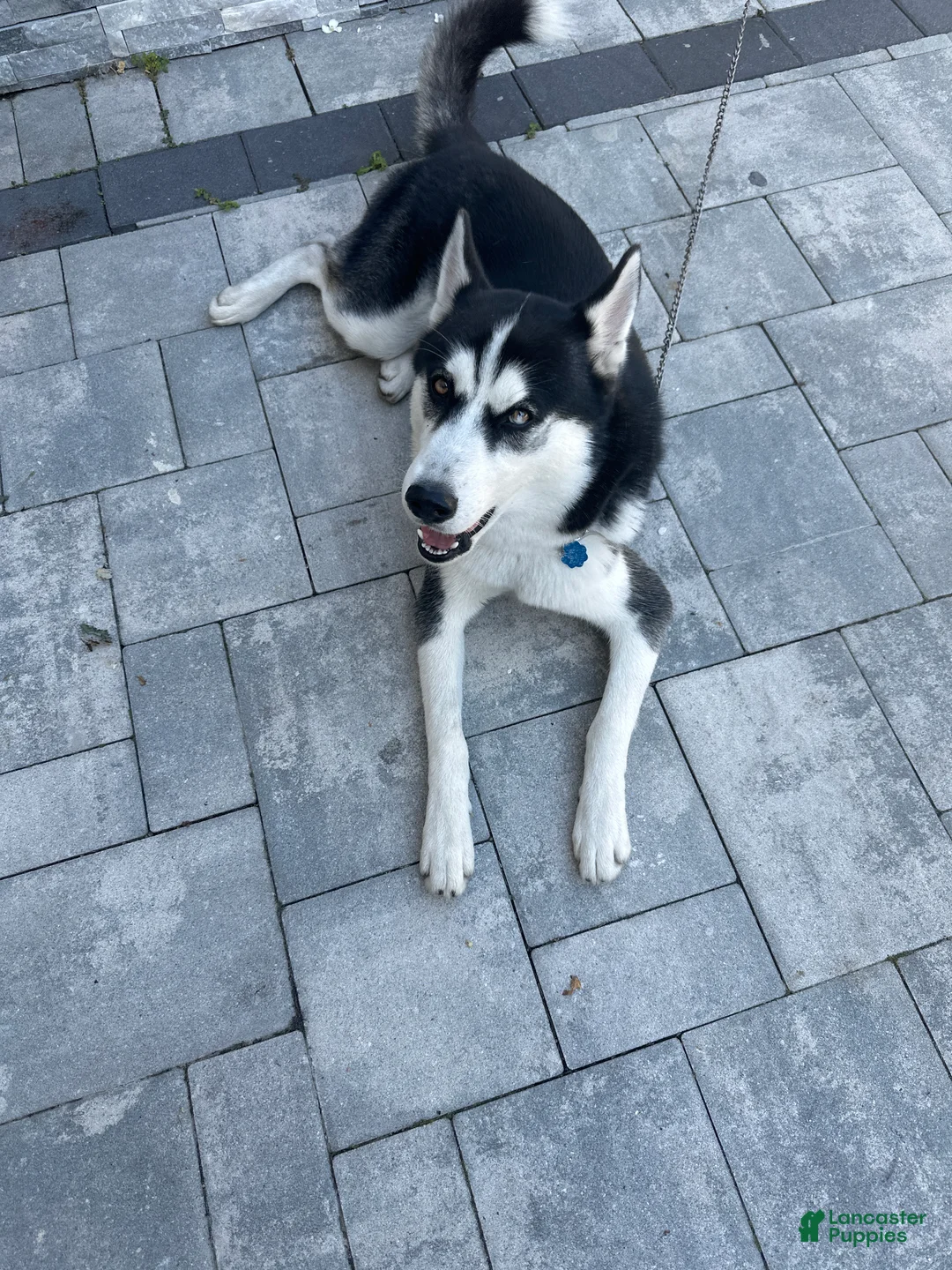 Siberian Husky dogs for sale: Jazz  - Ad 1