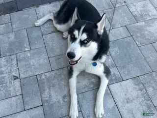 Siberian Husky dogs Jazz - Ad 2