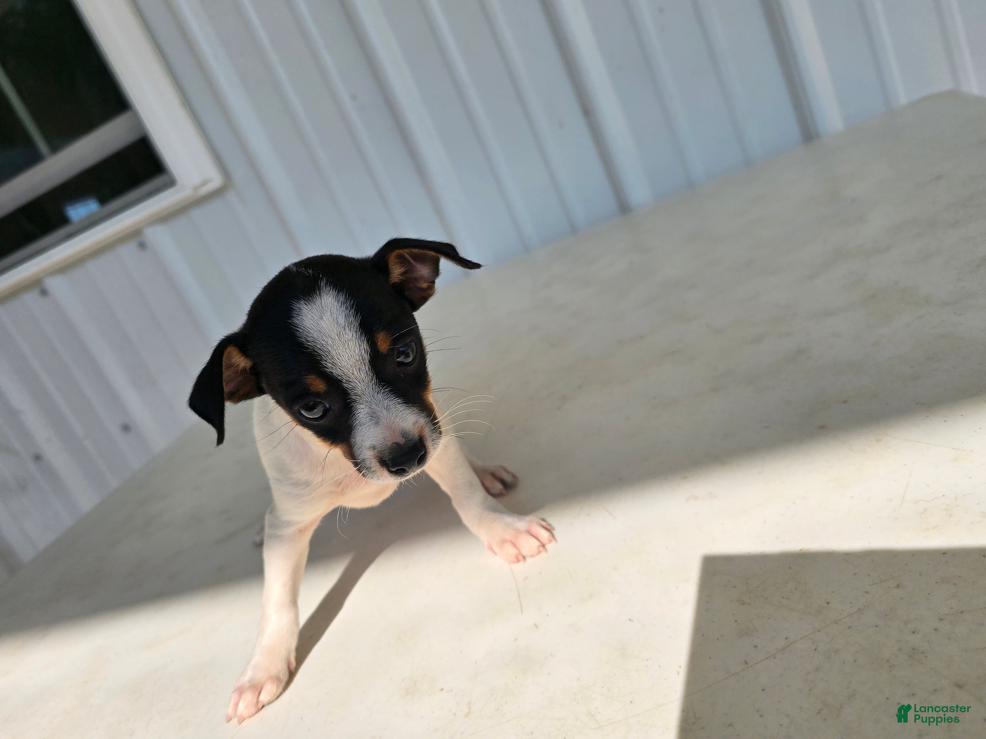 Chihuahua dogs Scrappy - Ad 1