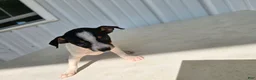 Chihuahua dogs for sale: Scrappy - Ad 1