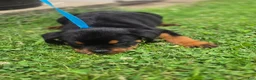 Rottweiler dogs for sale: Rottweiler Puppy 1 - Ad 2