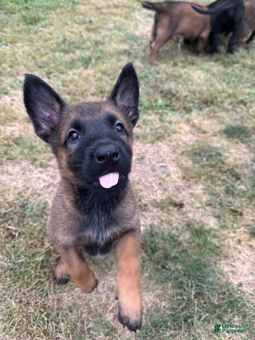 Puppy Belgian Malinois Breeders West Coast Mixed Breed Puppy For