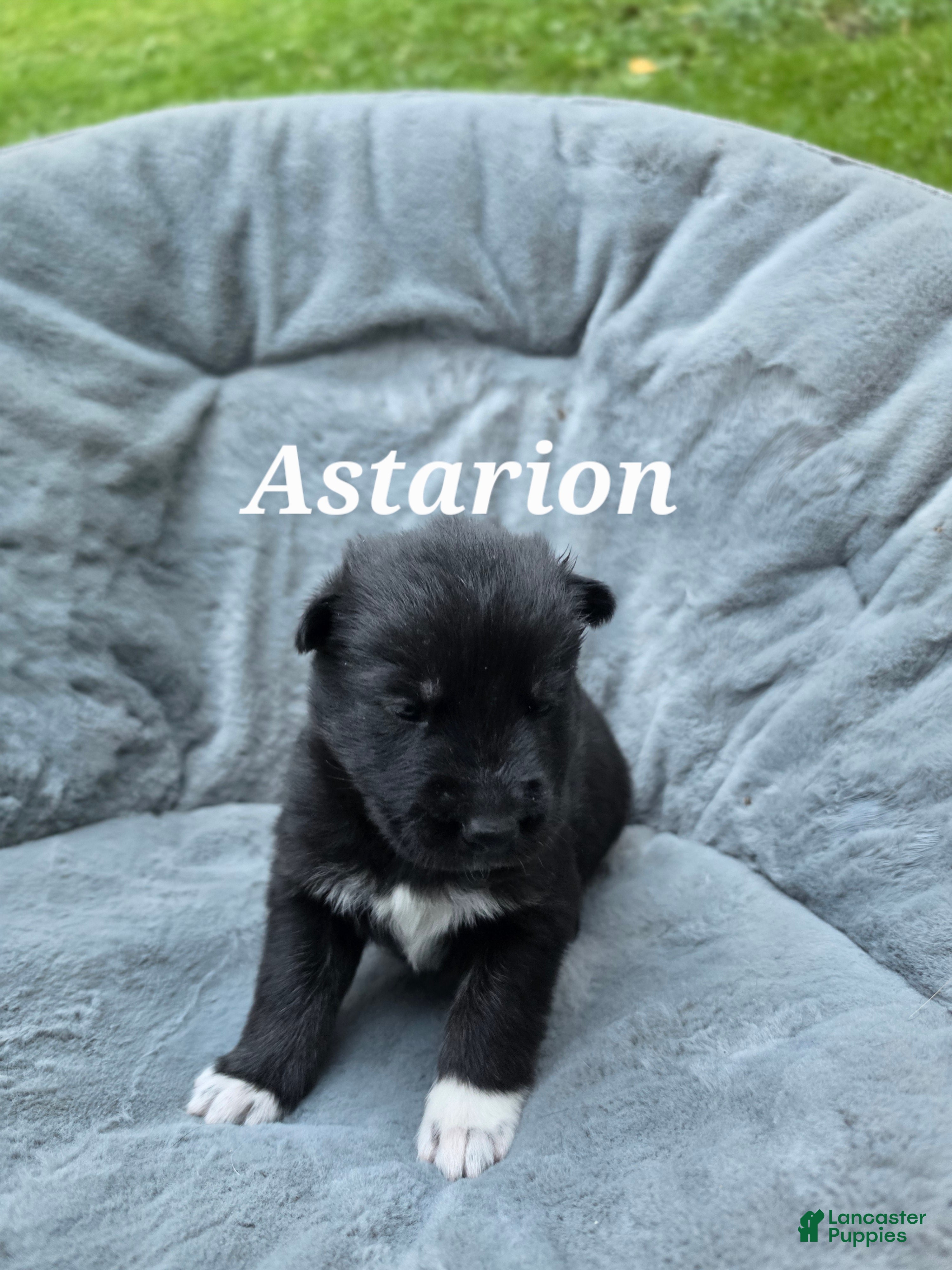 Gerberian Shepsky dogs for sale: Astarion  - Ad 2