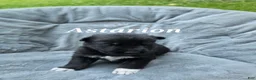 Gerberian Shepsky dogs for sale: Astarion  - Ad 2