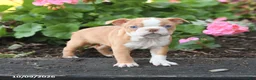 Boston Terrier dogs for sale: Lucy - Ad 3
