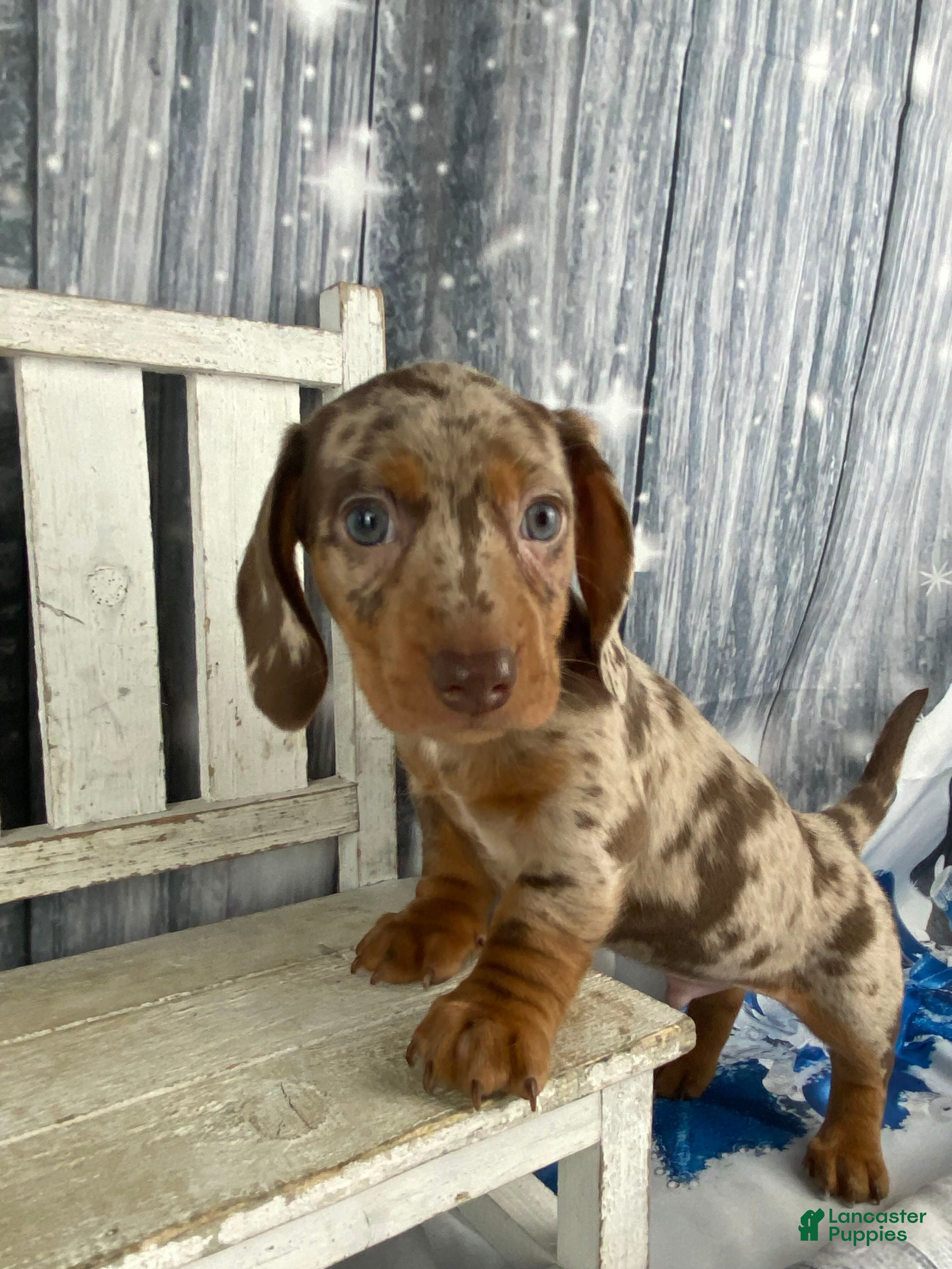 Miniature Dachshund dogs Billy - Ad 2