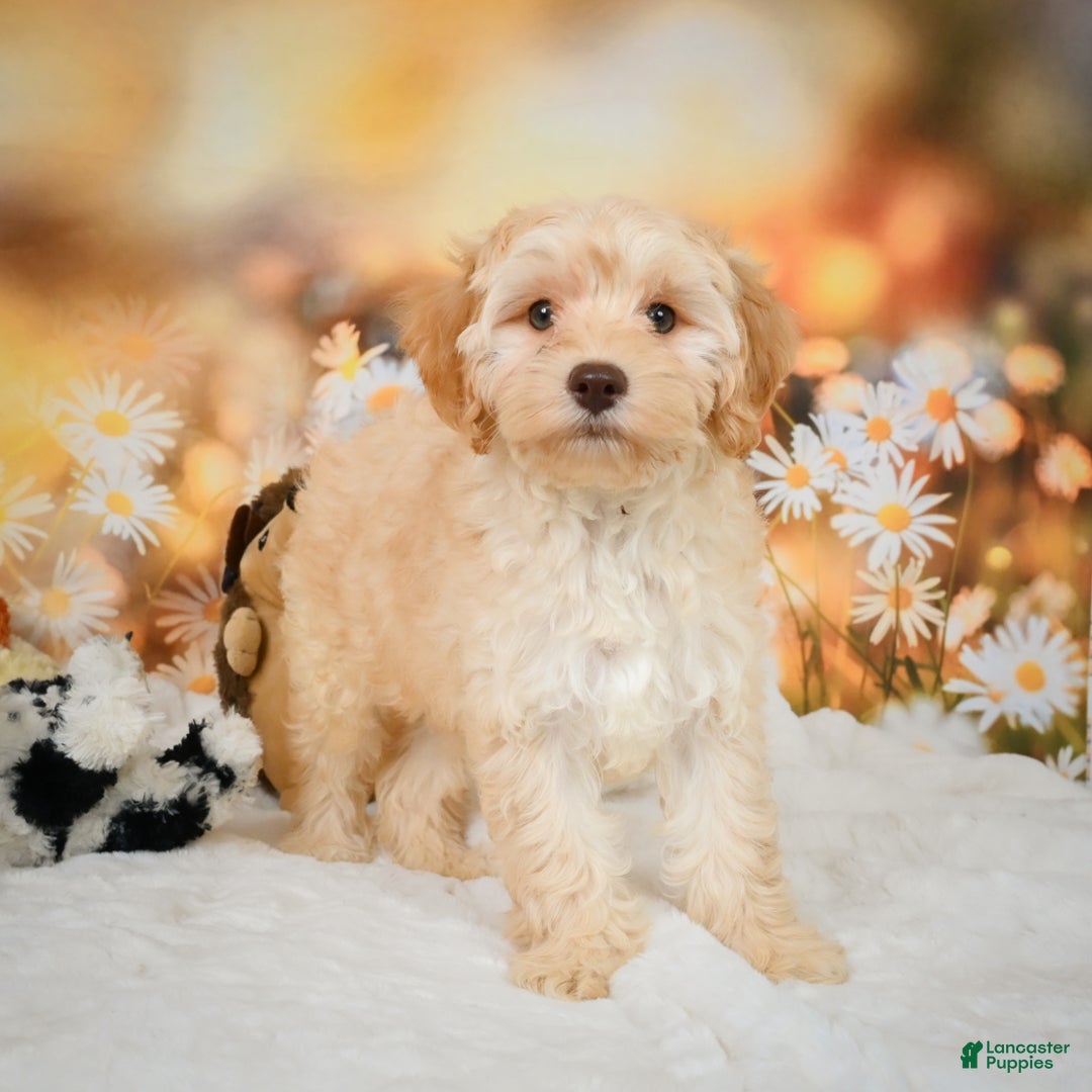 Cockapoo dogs for sale: Cabby - Ad 10