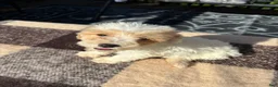 Schnoodle dogs for sale: Schnoodle 1 - Ad 9