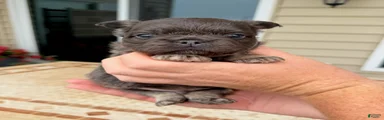 Winston