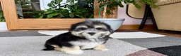 Mixed Breed dogs for sale: Lhasa/Maltese boy 2  - Ad 8