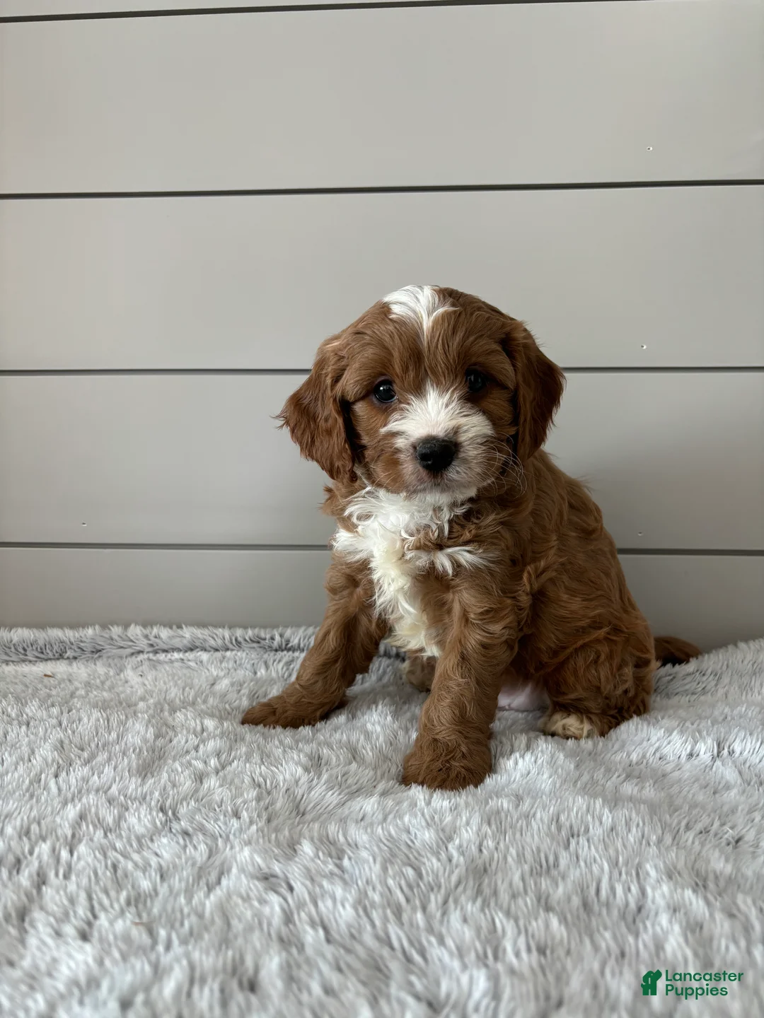 Cavapoo dogs for sale: Oliver  - Ad 4