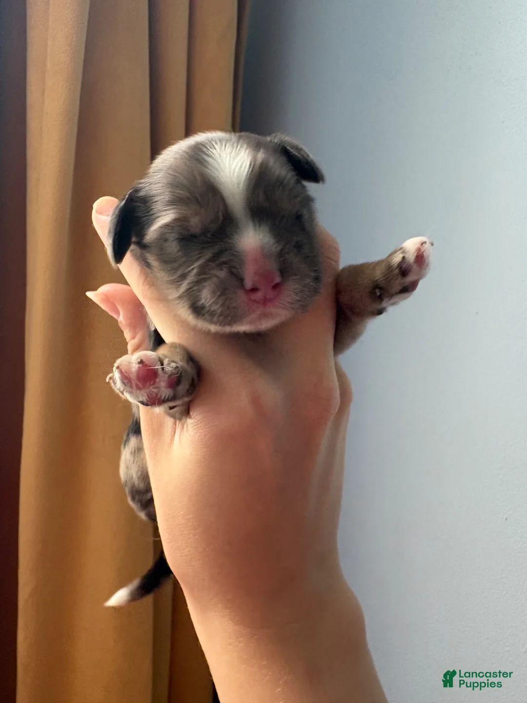 Cocker Spaniel dogs for sale: Ember - Ad 1