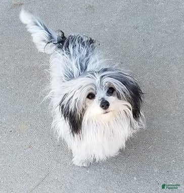 Coton De Tulear dogs for sale: Coton De Tulear 1 - Ad 1