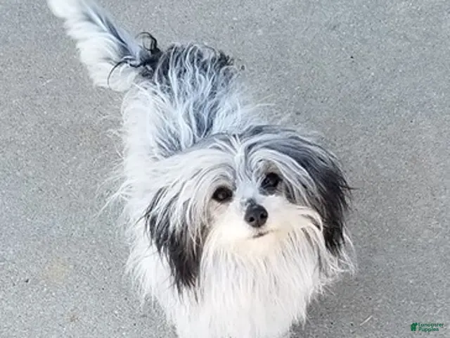 Coton De Tulear dogs for sale: Coton De Tulear 1 - Ad 1