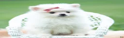 Pomeranian dogs for sale: Coco - Ad 7