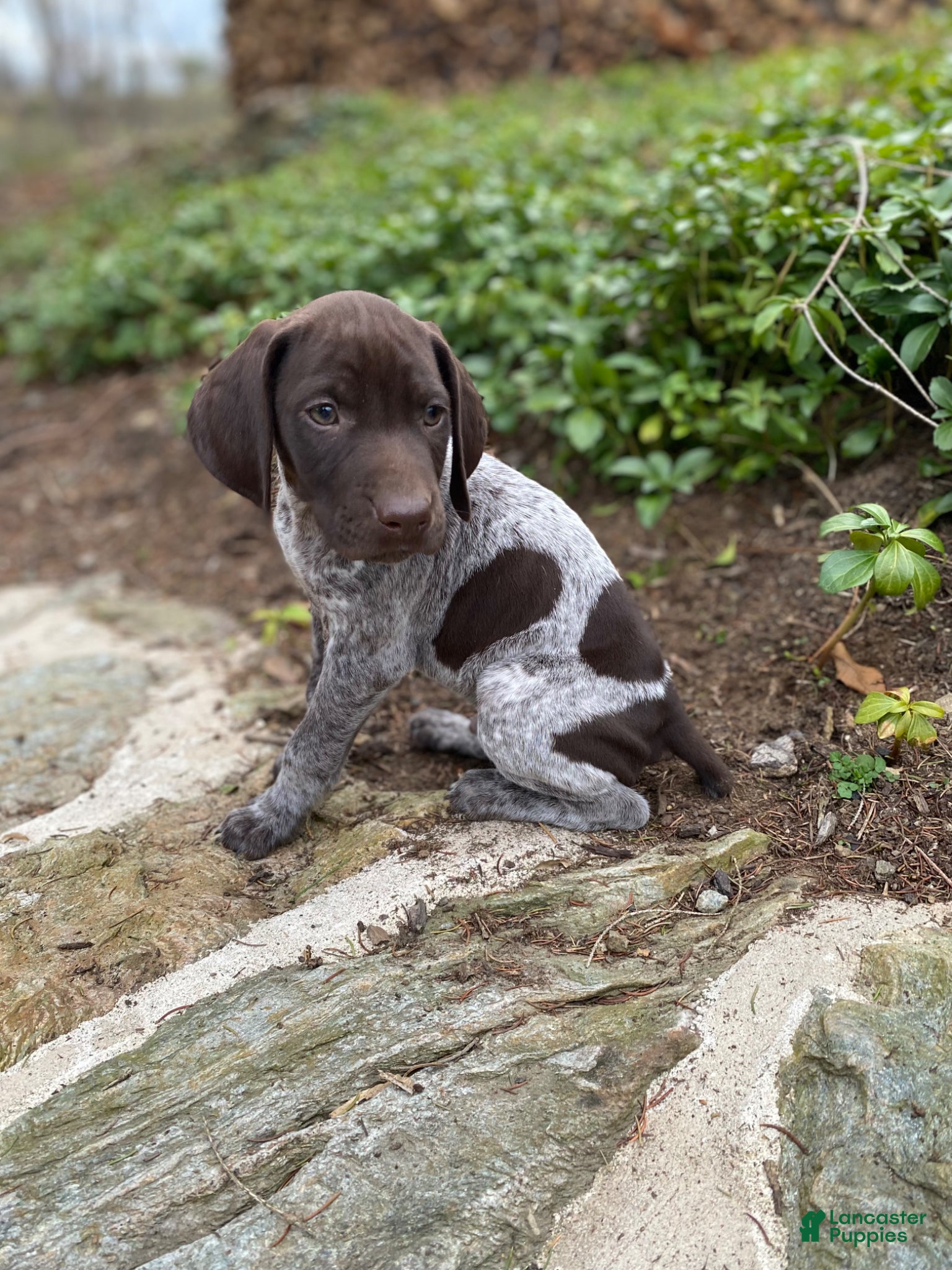 German Shorthaired Pointer dogs German Shorthaired Pointer “Maverick” - Ad 1