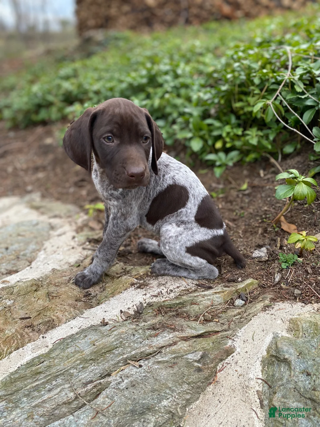 German Shorthaired Pointer dogs for sale: German Shorthaired Pointer “Maverick” - Ad 1