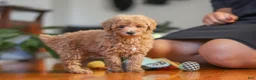Miniature Poodle dogs for sale: Brianna - Ad 4