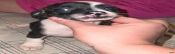 Chihuahua dogs for sale: Chihuahua 1 - Ad 4