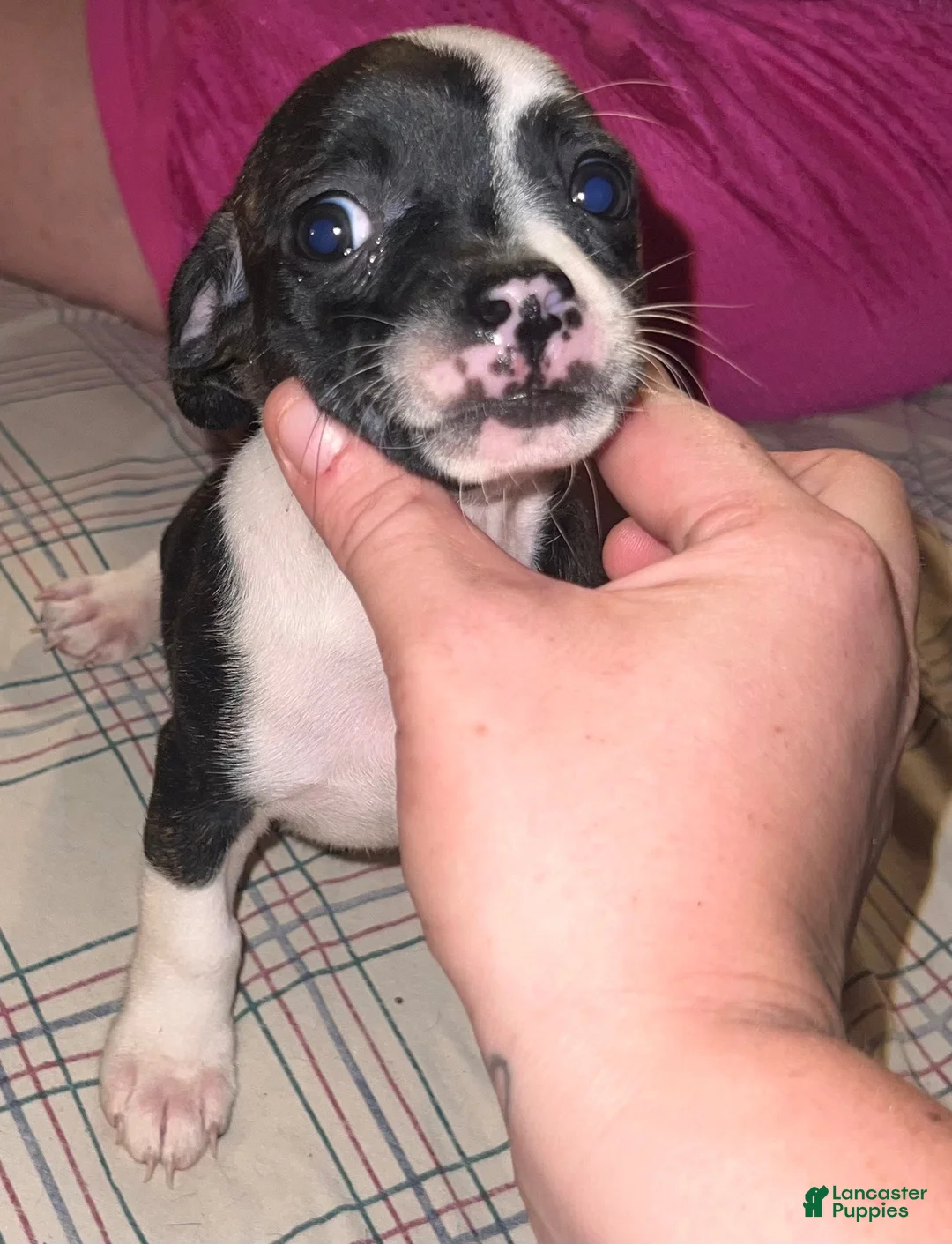 Chihuahua dogs for sale: Chihuahua 1 - Ad 4